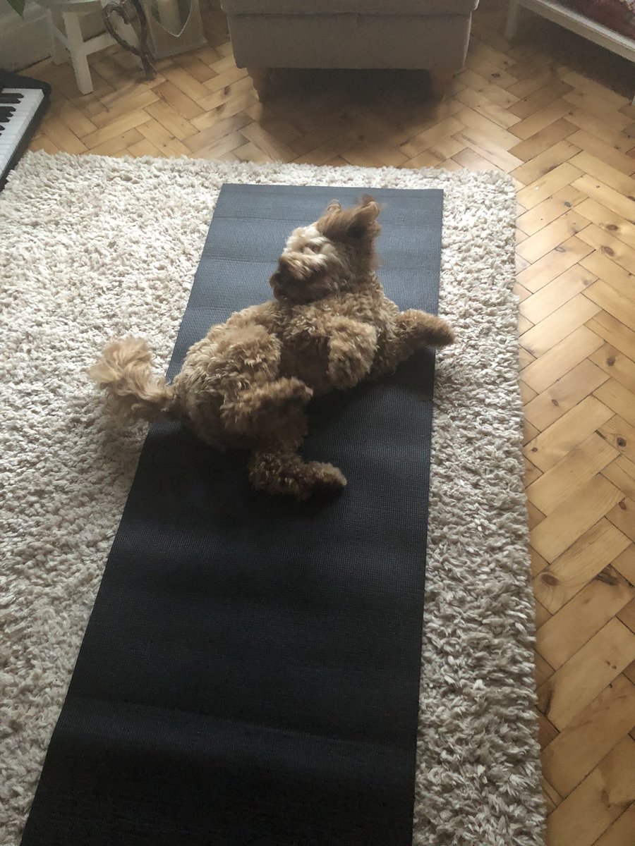 Jones_Alison_UK's tweet photo. Monday morning yoga practice for this one, not quite mastered the ‘downward facing dog’ but for a beginner his effort is 👍🏼🧘🏻♂️🤣🐶 #dogsdoyoga #MondayMotivaton #cockapoo #yogaforall #yoga https://t.co/PNqqMjsbNf