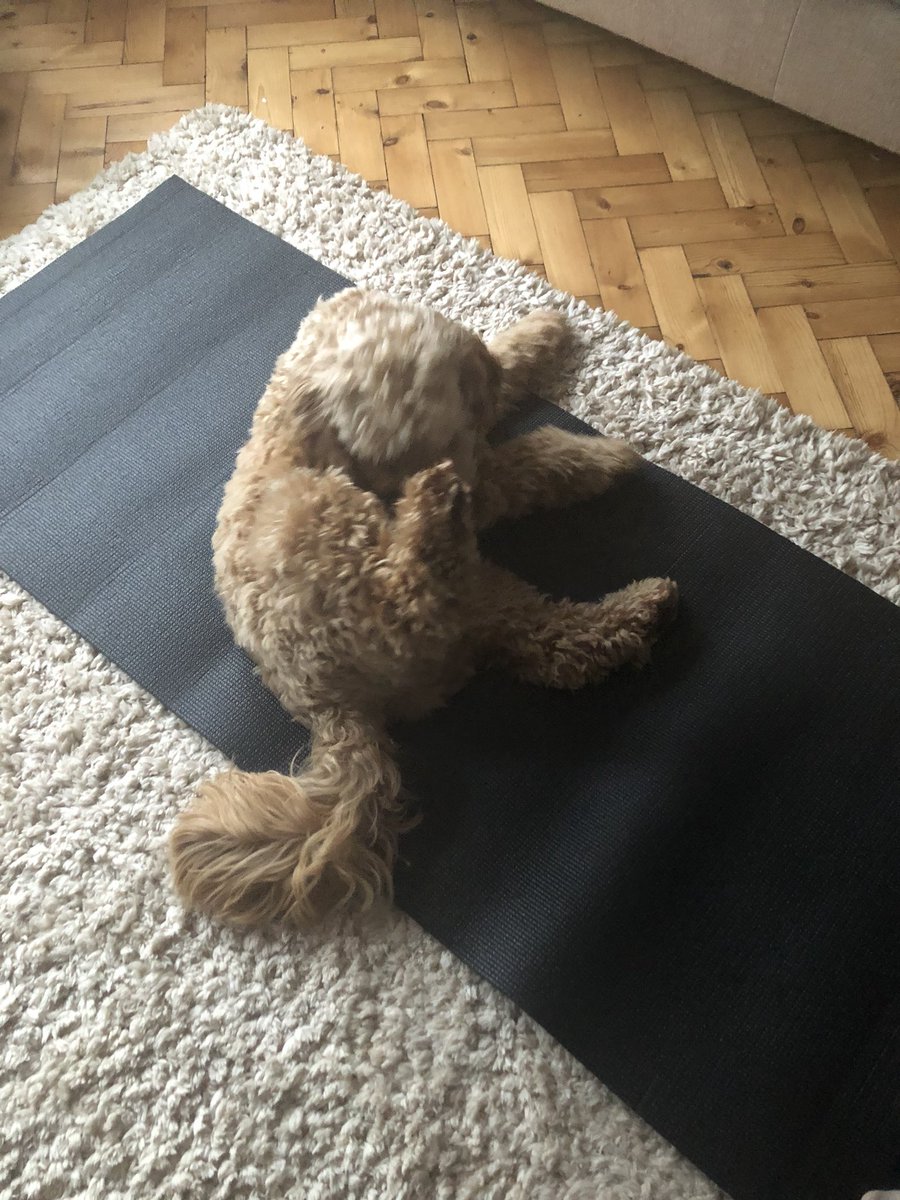 Jones_Alison_UK's tweet photo. Monday morning yoga practice for this one, not quite mastered the ‘downward facing dog’ but for a beginner his effort is 👍🏼🧘🏻♂️🤣🐶 #dogsdoyoga #MondayMotivaton #cockapoo #yogaforall #yoga https://t.co/PNqqMjsbNf