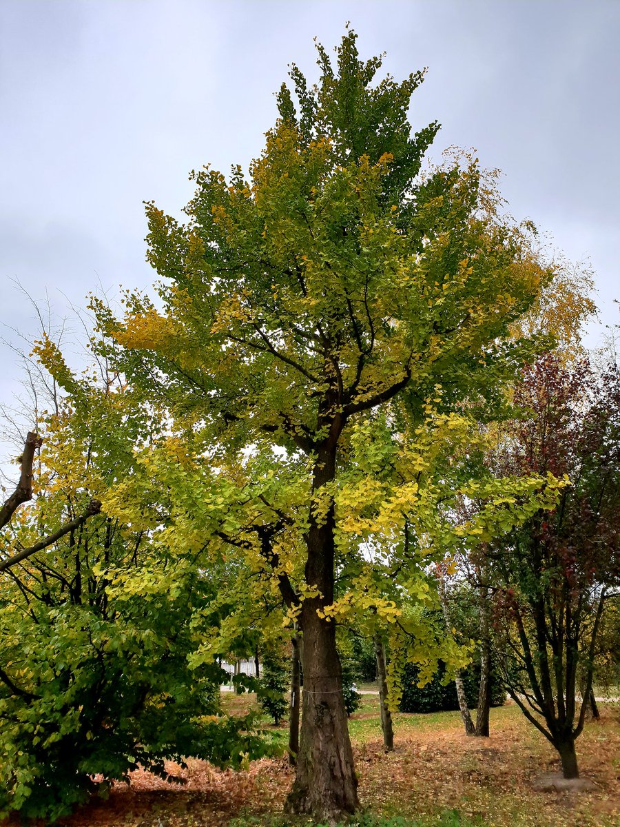 De Ginkgo biloba, een van onze unieke exemplaren op de kwekerij.