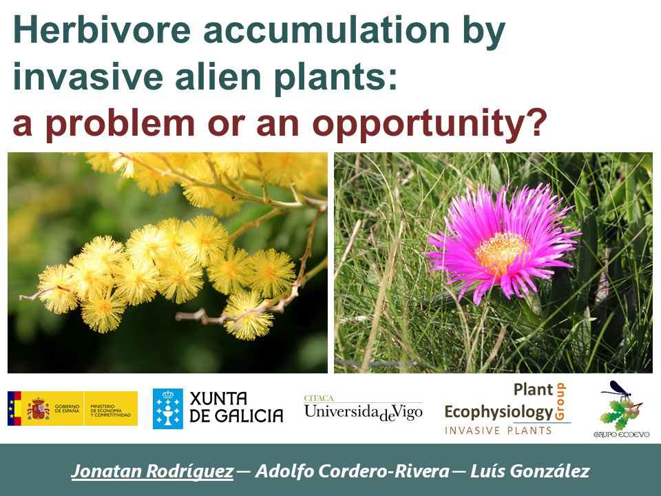 Presentation ready for tomorrow!! #SIBECOL2019 #BiologicalInvasions 

- GS.02 ROOM M2 at 18:45 @sibecol @_AEET_ 

Herbivore accumulation by invasive alien plants: a problem or an opportunity? 🐌🌿🐛🌾🐜🌱 @uvigo