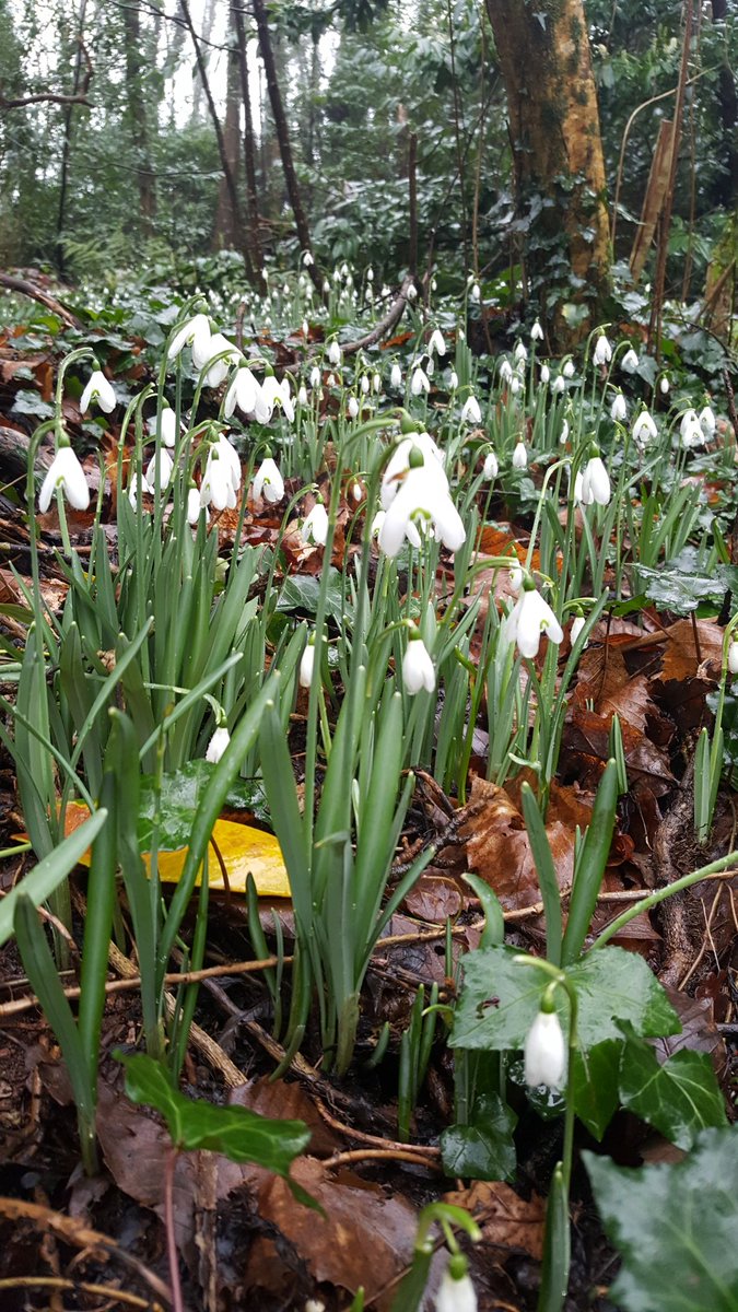 Churchwood_FS's tweet photo. #snowdrops https://t.co/kDvIlzDqQl