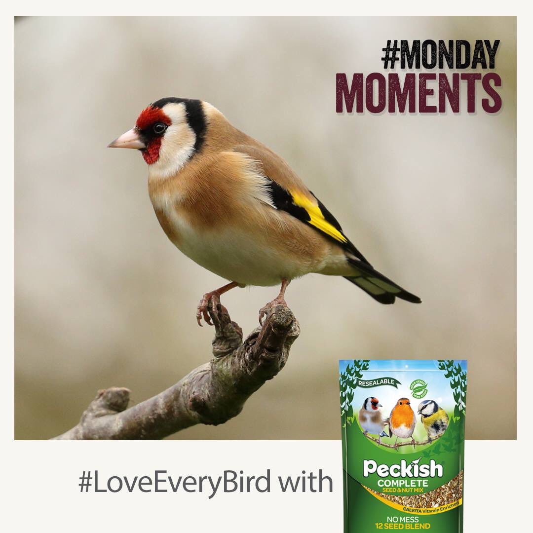 Put down your phone and let the birds do the tweeting. Nothing starts a Monday morning off better than the sweet sound of a bird’s song.
#MondayMoments
#LoveEveryBird

Find out more: bit.ly/2RVtnaK