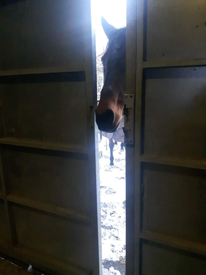 RRHCentre's tweet photo. Davy 🗨🐴
"Have you finished skipping out yet? This white stuff is sooooo boring now." 😐 https://t.co/YaKksKg2y8