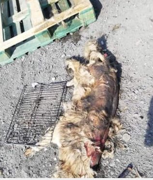 Una dolorosa imagen de maltrato animal en sector playa la chimba. Si alguien tiene información le ruego entregarla, estoy en el lugar conversando con personas para tener más antecedentes. #Antofagasta <a href="/AntofagastaTV/">Antofagasta TV</a> #Ciudadano🎥📺
