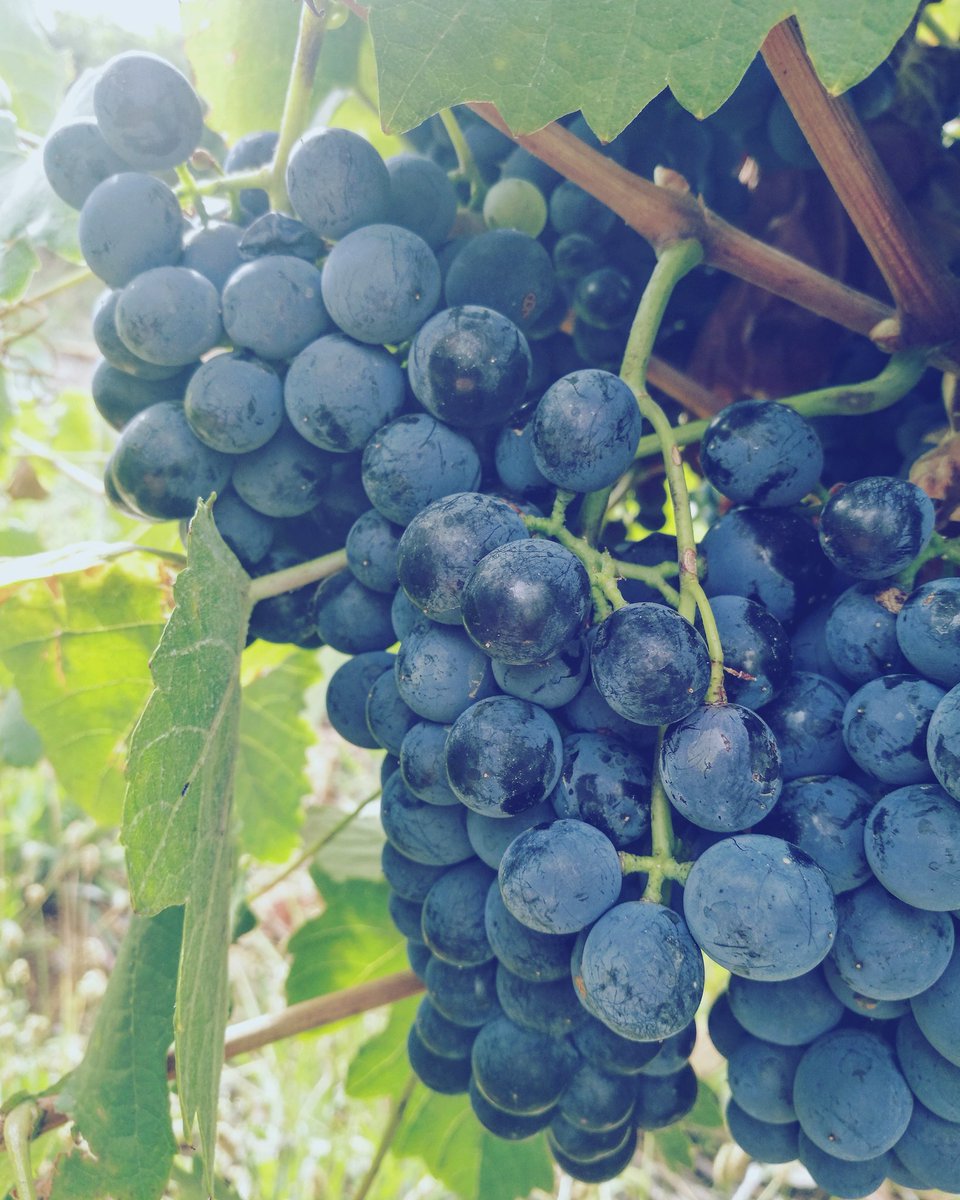 As uvas Portuguêsas na Orange Grove Farm estão a começar a amadurecer lindamente. A  colheita está perto!#harvest #visitSAwinelands #RobertsonWineValley