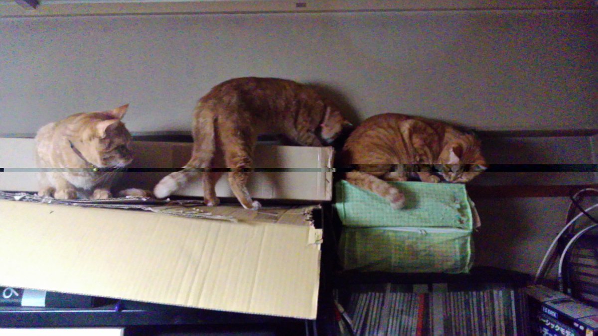 JITTER26BUG77's tweet photo. キャットウォーク代わりの棚の上にDRA-Cが初めて登った日。😺😸😹
一番の年長ですが、重い為か1年以上登らなかったので嬉しい。 https://t.co/IOfvjajwR5