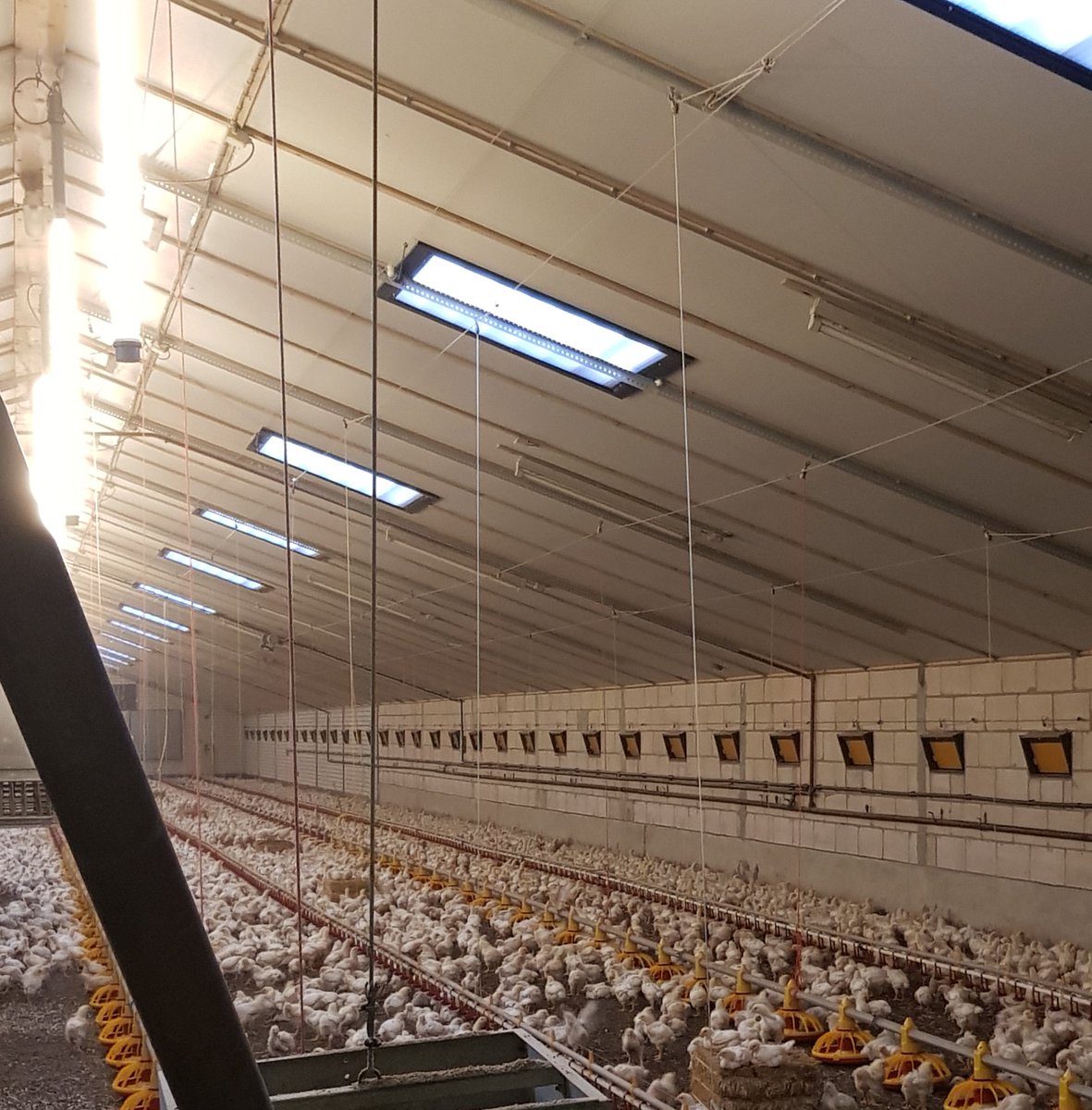 Tulderhof's tweet photo. New #Broiler #barn with black out roof windows for the perfect #daylight and #Flash3300 #airinlet in Luycksgestel, Netherlands. 
#poultry https://t.co/UqP1uRd21d