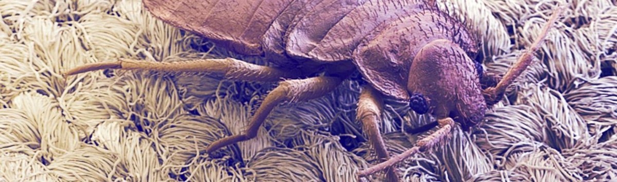 Avez-vous déjà été confronté aux #punaises de lit ? Pour mieux appréhender cette problématique, <a href="/_RIVP_/">RIVP</a> a une nouvelle fois fait appel à Citae Formation pour sensibiliser ses gardiens. Découvrez la solution de formation mise en place : citae.fr/actualite/lors…