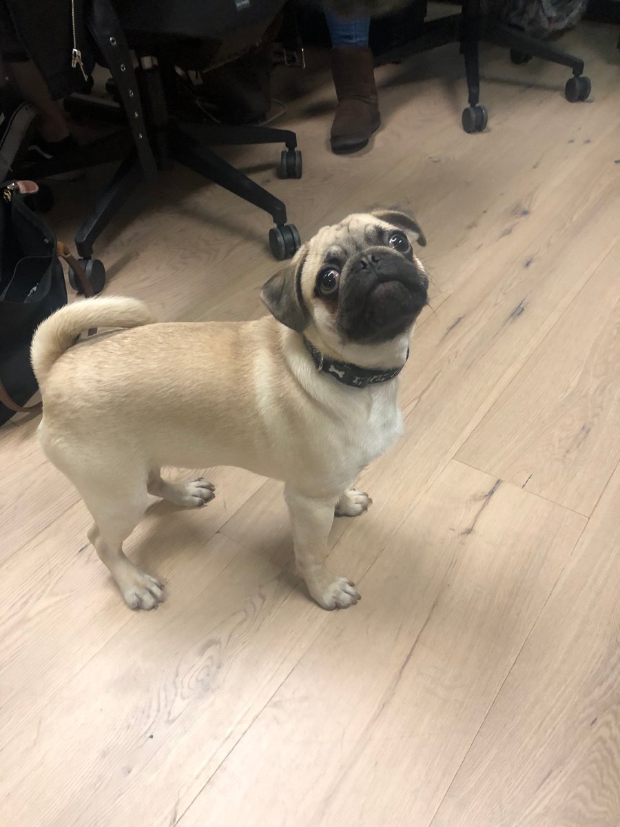 arctic_shores's tweet photo. Meet Ronnie! The latest member of our London team banishing the Monday blues! 🐶 https://t.co/L8khjNaVsz