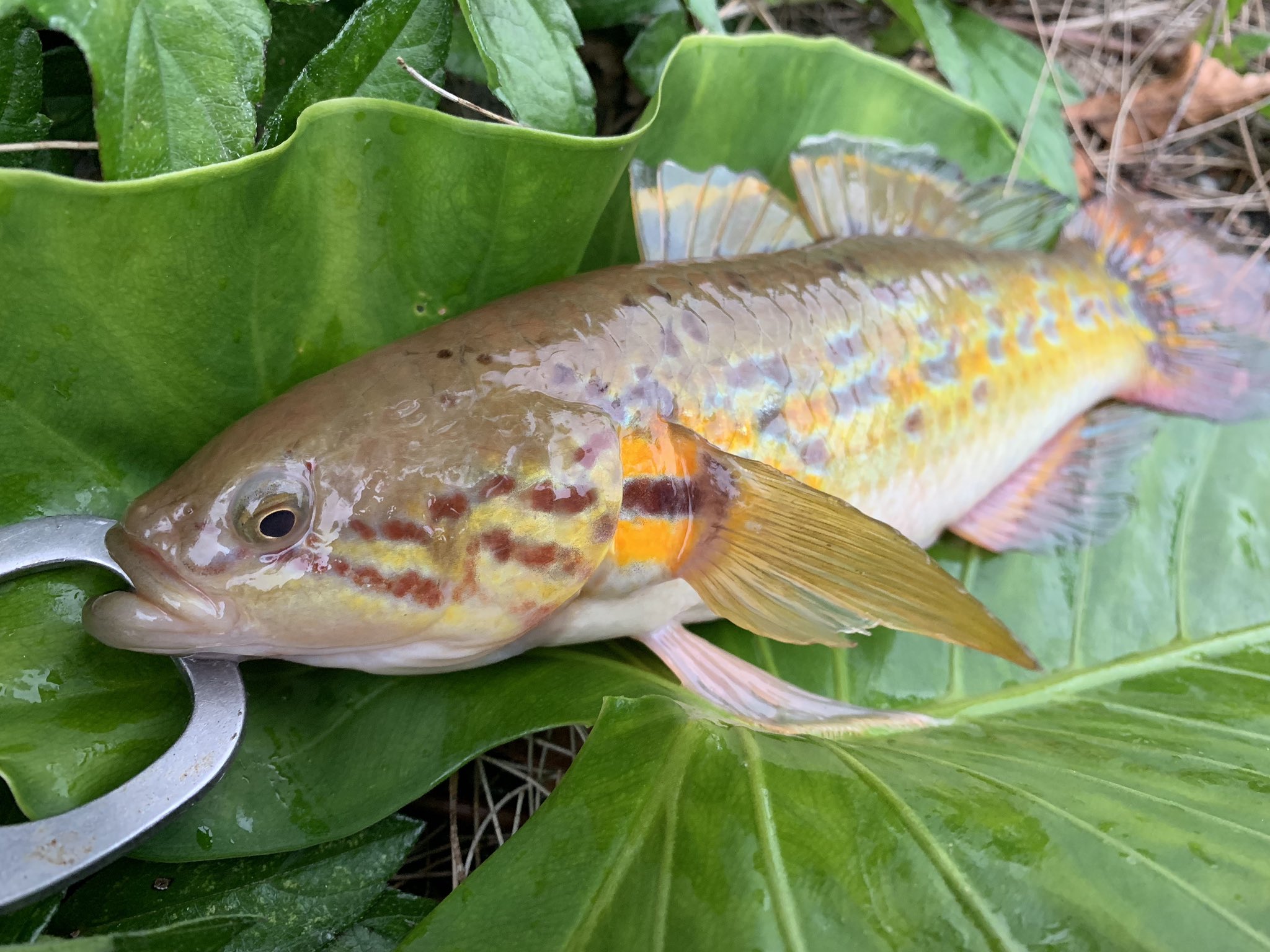 A Style Fishing タメトモハゼ調査 メチャクチャ綺麗な個体が釣れた 赤土汚染の影響が少ない河川には多い気がする 自然大切にしたいよねー 今更ながらiphone Xで魚が計測出来ると知りました タメトモハゼ 絶滅危惧種 沖縄在来種 T Co