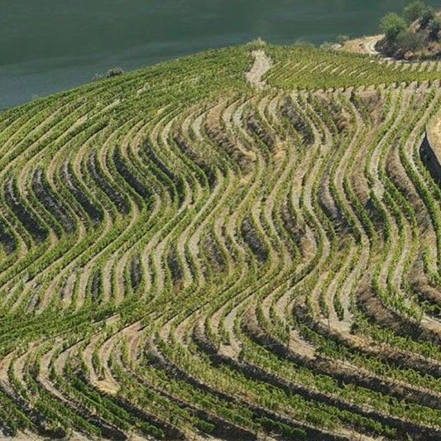 Old vineyards in the Douro never fail to astonish! Modern Portuguese wines from historic winery #quintadovalemeao 📸 <a href="/irun_r/">Irun Siregar</a>oca bit.ly/2WGTtN6 Old vineyards in the Douro never fail to astonish! Modern Portuguese wines from historic winery #quintadovalemeao 📸 @irun_r…