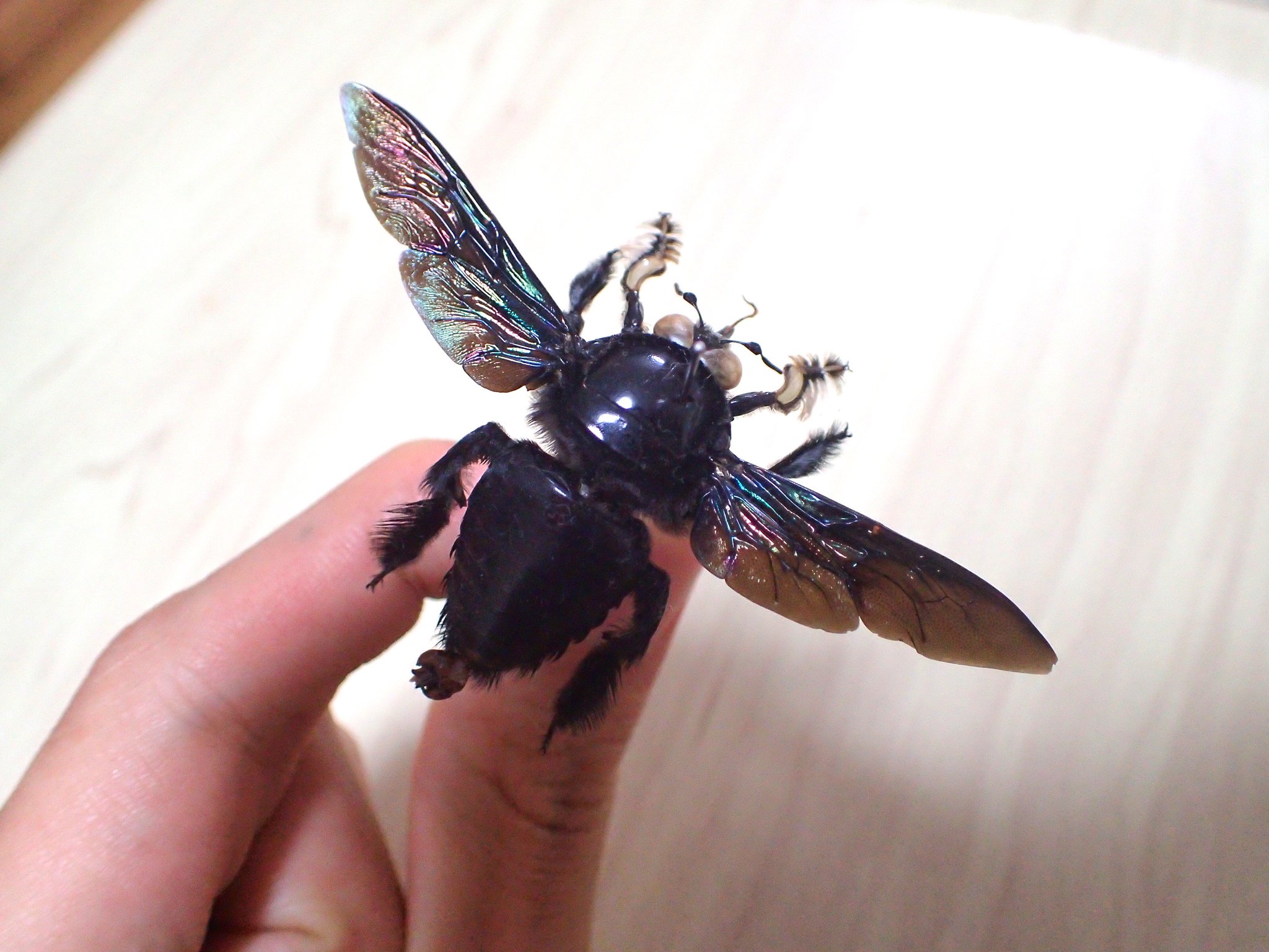 DyjivzEU8AMyHsN.jpg:large