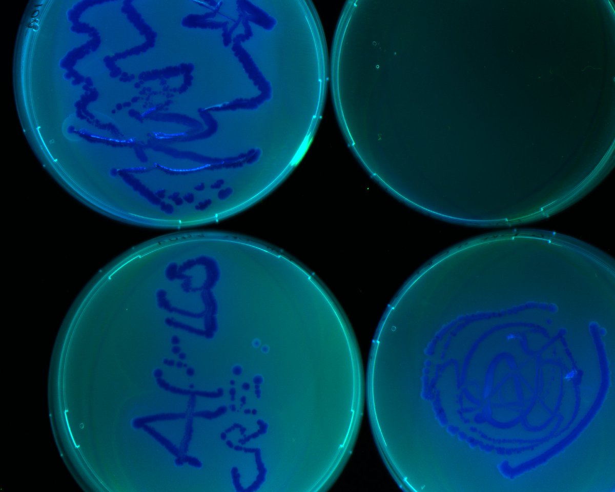 licencefdv's tweet photo. [#JPO] Nous avons eu des artistes durant notre journée Portes Ouvertes @licencefdv!! #bactéries #fluorescentes #art #visiteurs https://t.co/scUg0rI5iU