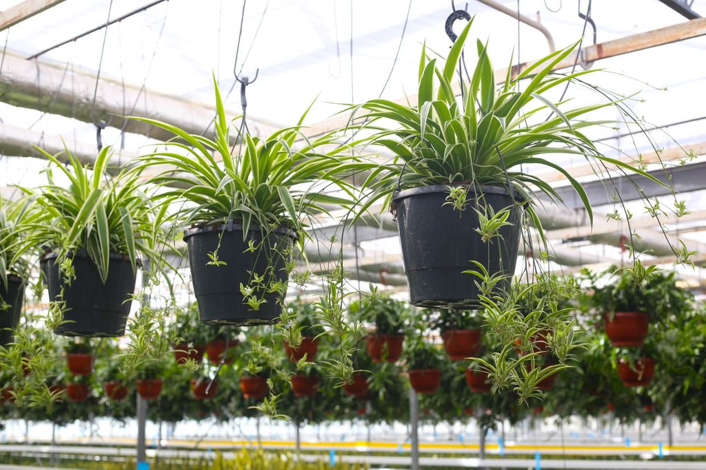 COLORS OF NATURE // Check out our #Chlorophytum, bright and light and kind of playfull. One of the many plants in our nursery and garden. The Greek Chloros means green, Phytum means plant. There are over 200 varieties of this 'green plant'.
