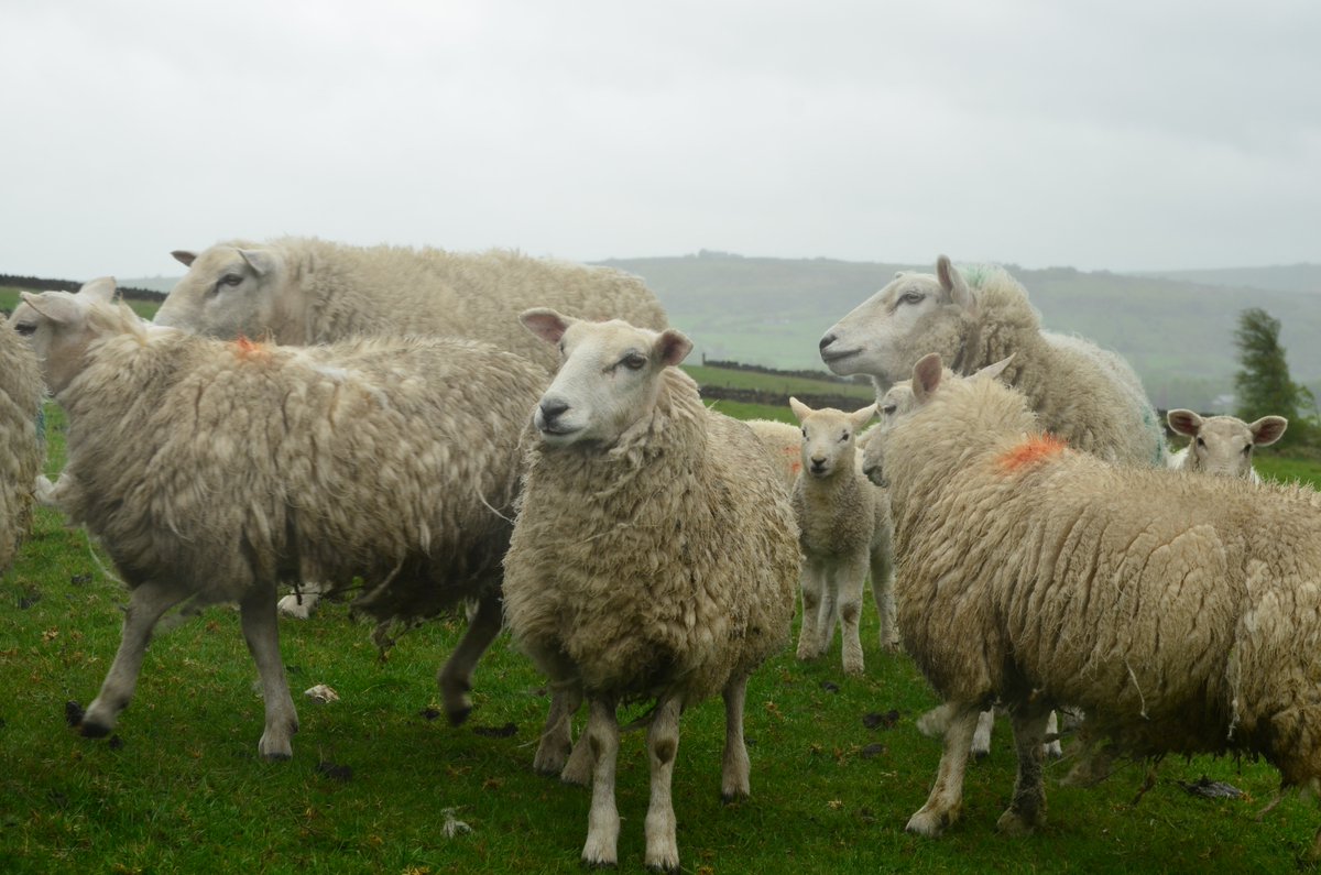 plcommunityfarm's tweet photo. Like farmers up and down the land our volunteers are preparing to count sheep this upcoming spring as they await the Lambing season to commence. A key aspect to the Shepard's Year programme many have been participating in. https://t.co/4Jpaw0yll4