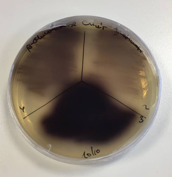 BioIliberisRD's tweet photo. Seeing things very dark while working on @MetaFluidics_EU  not always is bad news! #enzymescreening #metagenomics #metagenomiclibrary https://t.co/3n5O6Ze7iX