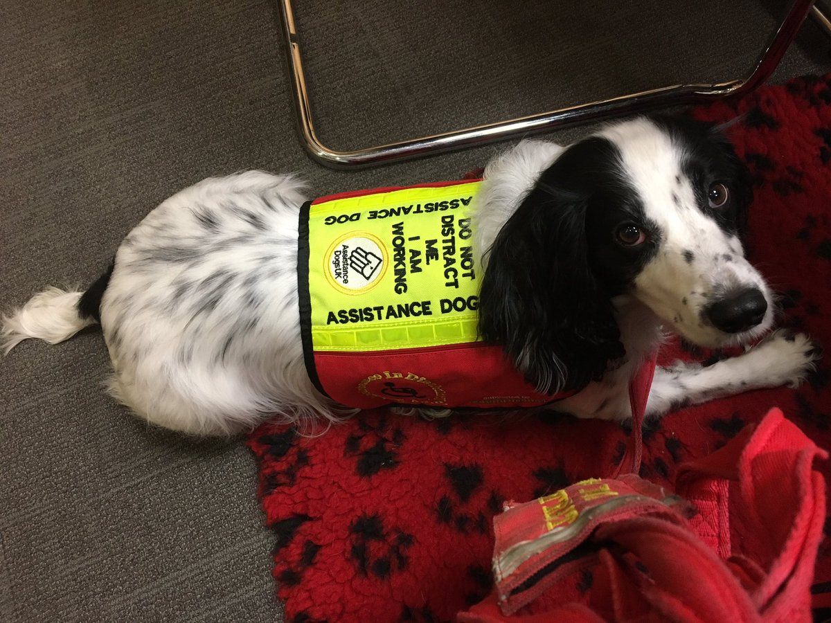 LucyAlexandria's tweet photo. At @LinklatersLLP for @hospiceuk People in Partnership meeting #HUKPIP. #MollyDog wearing her nice new working jacket, old one was a bit tatty after 2.5 yrs. nothing like a new uniform! #AssistanceDog #PalliativeCare #hospice #dog #dogsoftwitter #MollyDogWithABlog @dogaid https://t.co/FzTFEpbBTQ