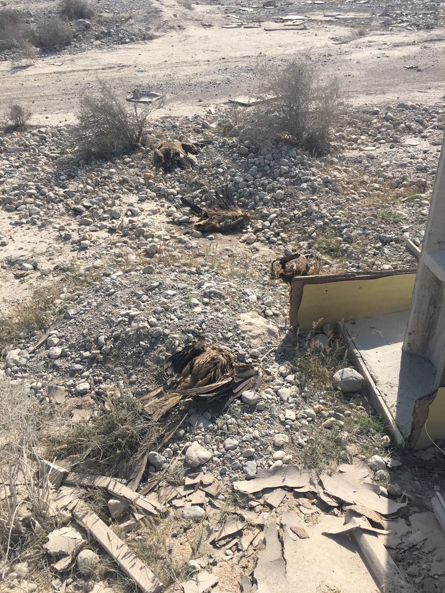 IBPLC2017's tweet photo. The year 2019 has started for Iran's #Raptors terrible...
#Eurasian_Eagle_Owl, Taleghan, Alborz, 1 Feb
11 different #Raptors (#Black_Kite, #Eastern_Imperial_Eagle &amp; #Steppe_Eagle), Sarkhun, BandarAbbas, 11 Jan
#Long_legged_Buzzard, Chalanchulan, Lorestan, 25 Jan https://t.co/yF3SlUiwHd