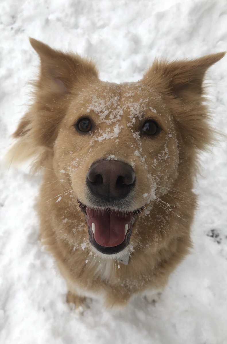 ChasingWithEcho's tweet image. THE SNOW IS MULTIPLE FLOOFS DEEP.