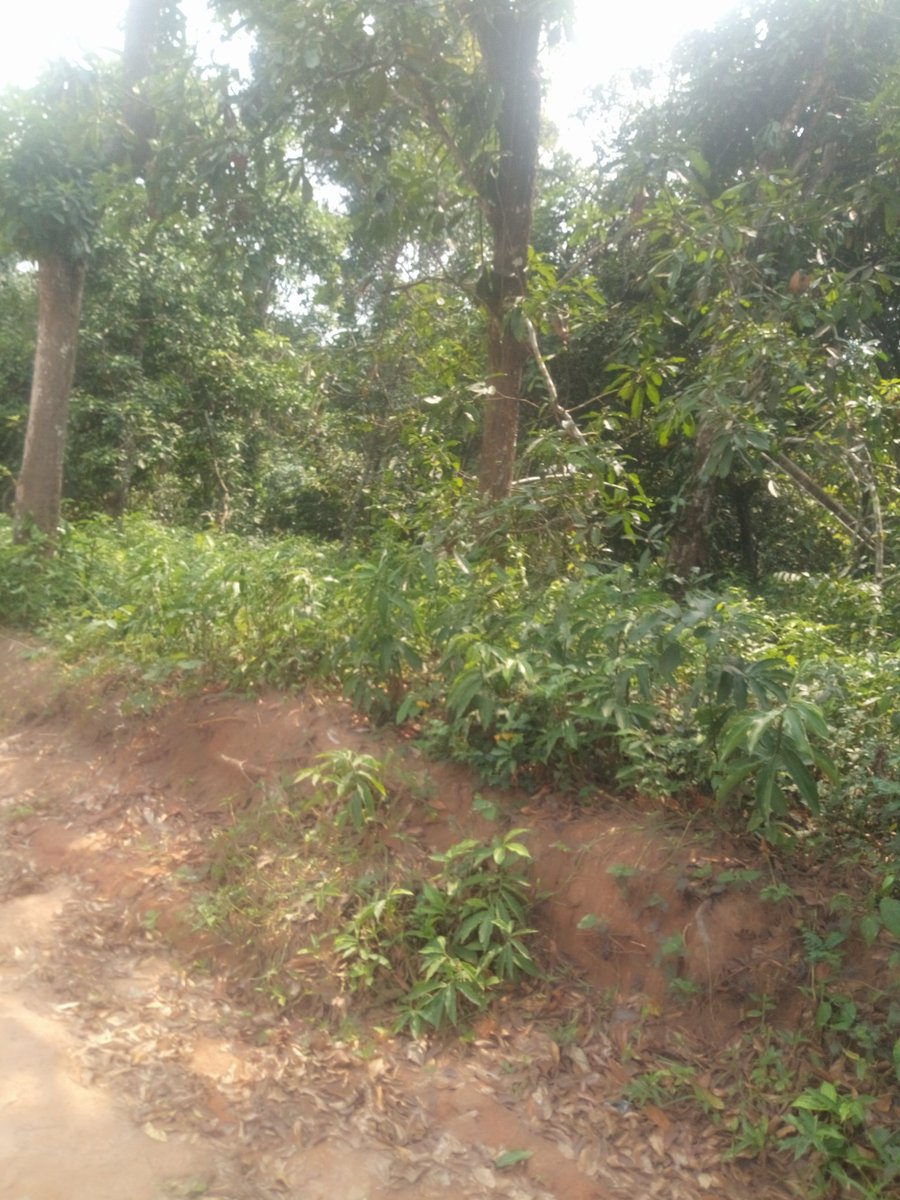 mayor009's tweet photo. #bbnaija #Realestate #Land #Nigeria

Flowergate Nigeria limited 

At flowergate we have lands and landed properties available so sales
At locations like ikorodu ibeju lekki and Lagos ibadan express way 

Call us on 08088768317 or 07068192754
Inspired Devoted Reliable !!! https://t.co/ExSEZMansv