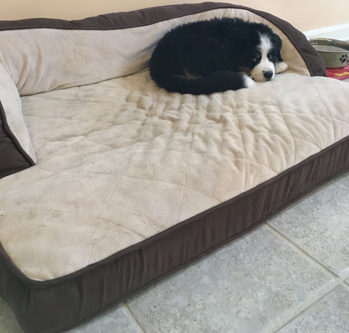 #TinyDogInGiantBed
.
#bernesemountaindogs #bernesedaily #bernesemountaindoglovers  #dog #bernese #bmd #bernesemountaindog #berneselovecentral #berneseoftheday #berner #bernesepuppy #bernerlove #bernesedaily #berneseofinstagram #berneselove #worldofberners #puppy