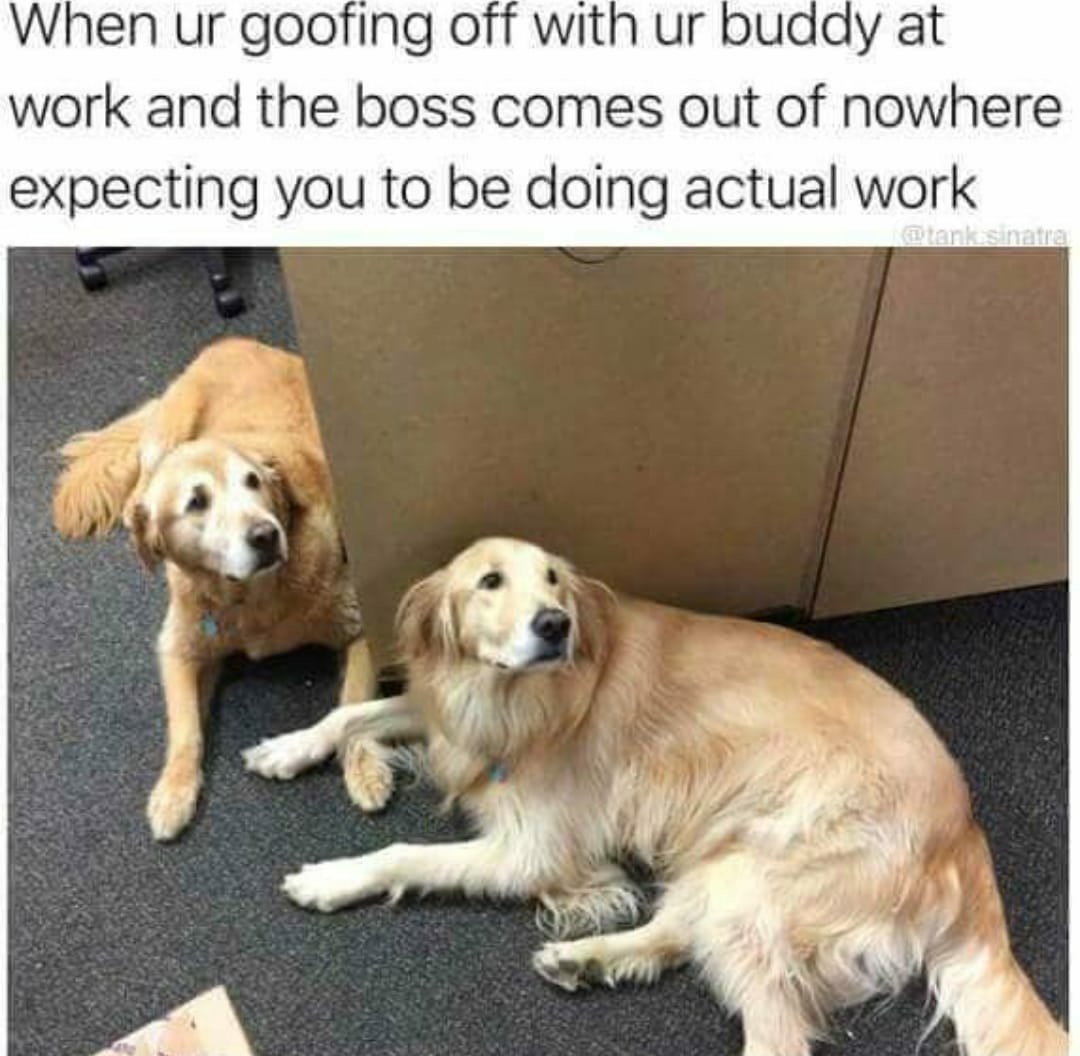 25+ Work Memes Dog Factory Memes