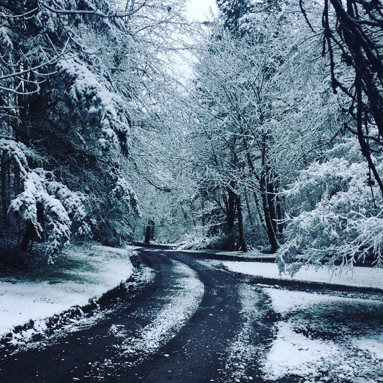 Snow day ❄️❄️❄️