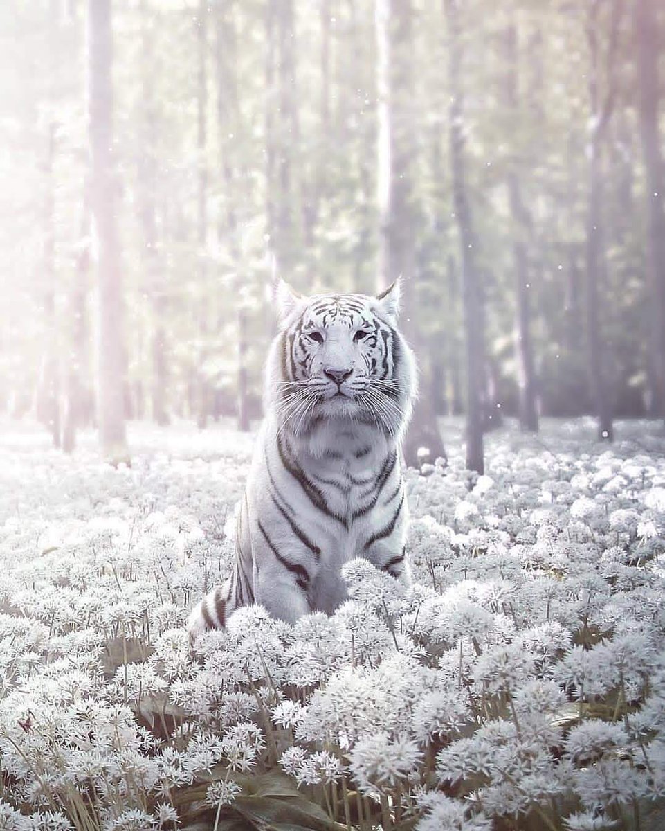 [10000印刷√] 白い虎の夢 327718白い虎の夢