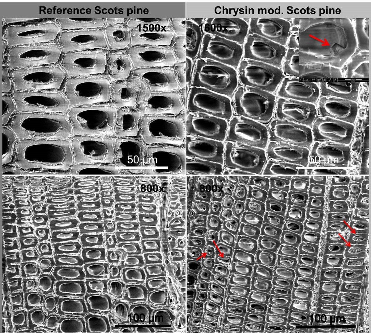 BioResJournal's tweet photo. #Research on a #natural #flavonoid, #chrysin, improving #woodproperties via impregnation.
https://t.co/rRFX41brxZ
#BioResJournal #wood #biomimicking #woodmodification
@Trabalkar https://t.co/YtbKqi4rUq
