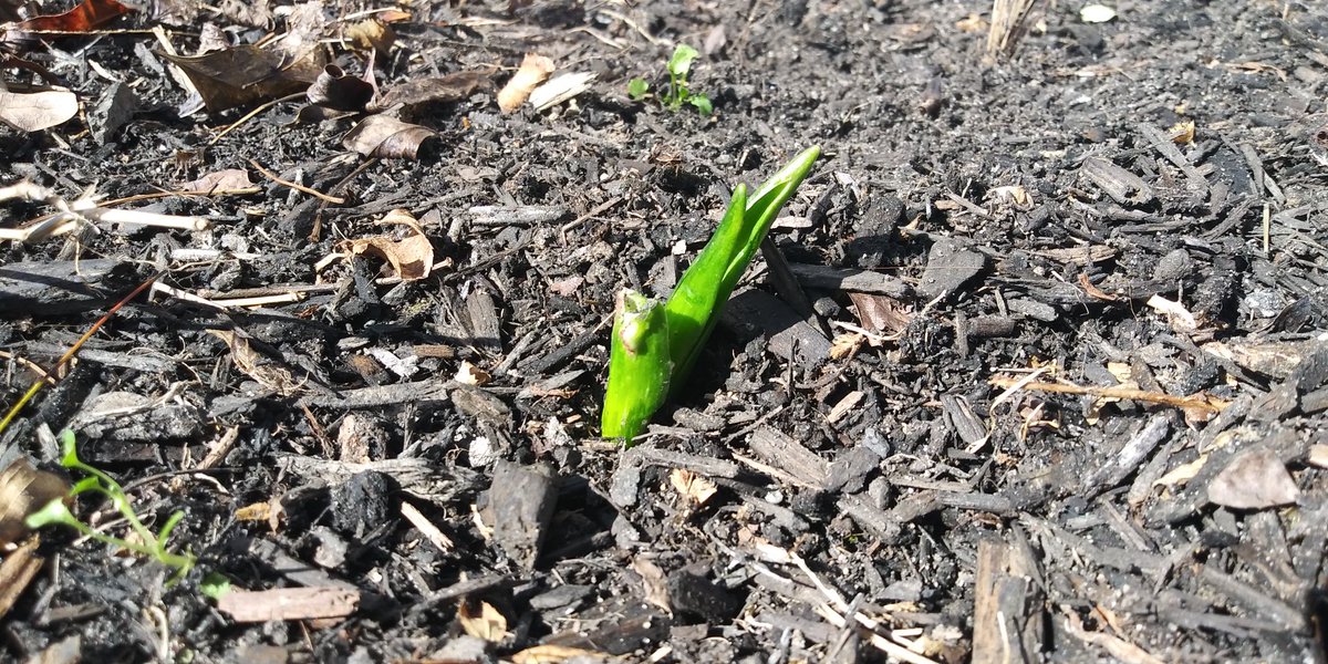 Ghost_chic01's tweet photo. Can't remember the name but they will be either pink or blue flowers on both sides. ๐ #flowerstems #February #cleanedoutflowerbeds https://t.co/JdNo8VzqSw