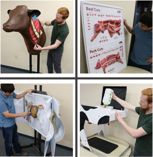 Realityworks Inc على تويتر Who Is Excited For New Ag Teaching Tools Check Out Our New Bovine Injection Simulator Beef Pork 3d Meat Cuts Poster Cow Anatomy 3d Flip Chart Bovine