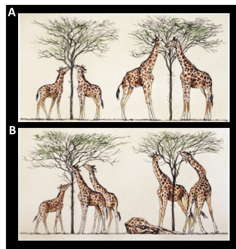 La_BioSenda's tweet photo. Which picture represents Lamarck’s theory and which one represents Darwin’s? Comment below in less than one minute!  #evolutionbaby #Sendaevolution #SendaEvoMOOC https://t.co/VneQoN3LFH