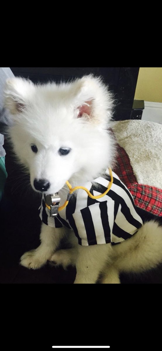 samoyedsnow's tweet photo. The NFL should hire Chinook the Samoyed as a referee. He would be better than what they have. #nfl #mondaythoughts #saints #samoyed #Ad2018 #kraft2018 #CutestPet #DogsofTwittter -#referee https://t.co/bmmugEgrfp