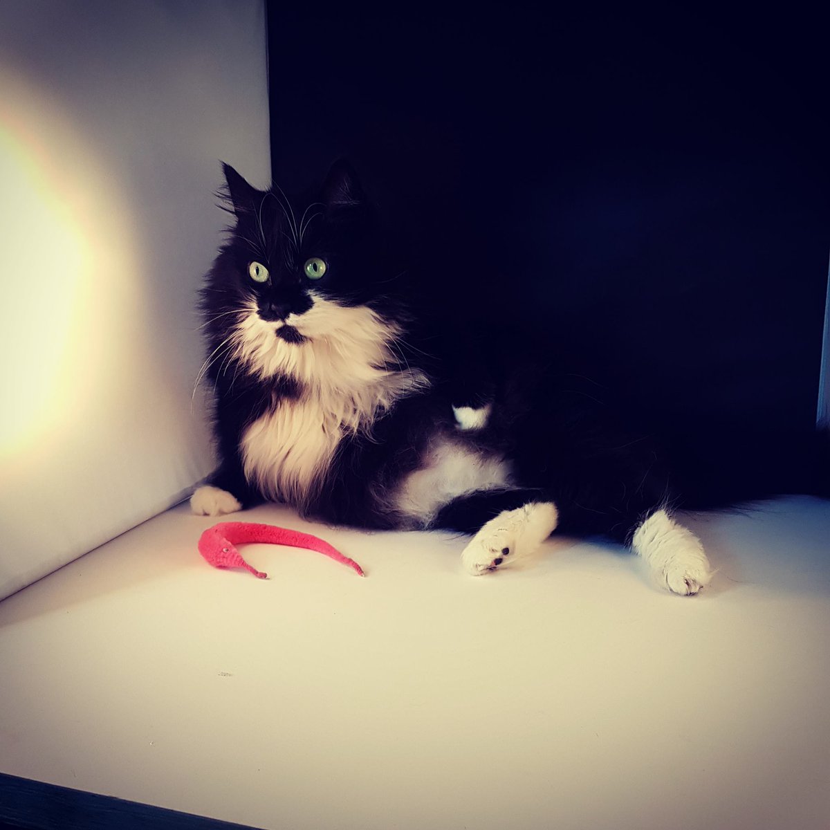 Party_Perfecto tweet media