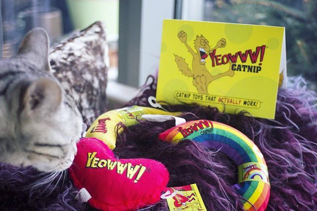 lifeofmoet_'s tweet image. 🚨🚨🚨 @yeowwwcatnip makes ‘em backflip... 😼👀😼
-
#yeowwwcatnip #love #gifting #presents #heart #thank you #valentinesday #catnip #catsofinstagram #catoftheday bit.ly/2Sx5ndz