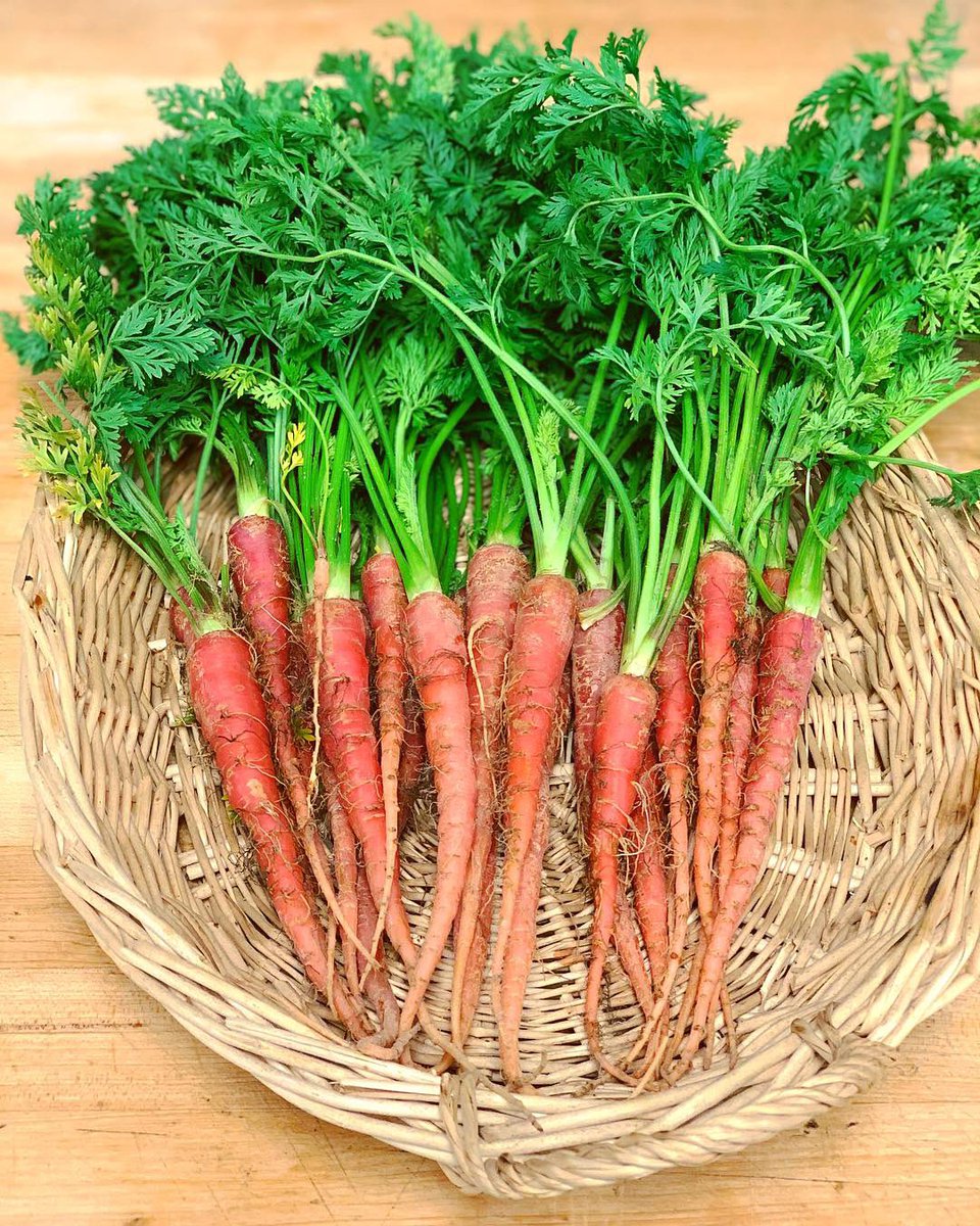 PremProduce1's tweet image. Bigger isn’t always better. Just look at how precious (and delicious) these baby root vegetables look? Carrots, beets and more - just in time for those Valentine’s Day menus. #eatpremier #valentinesmenu #rootveggies