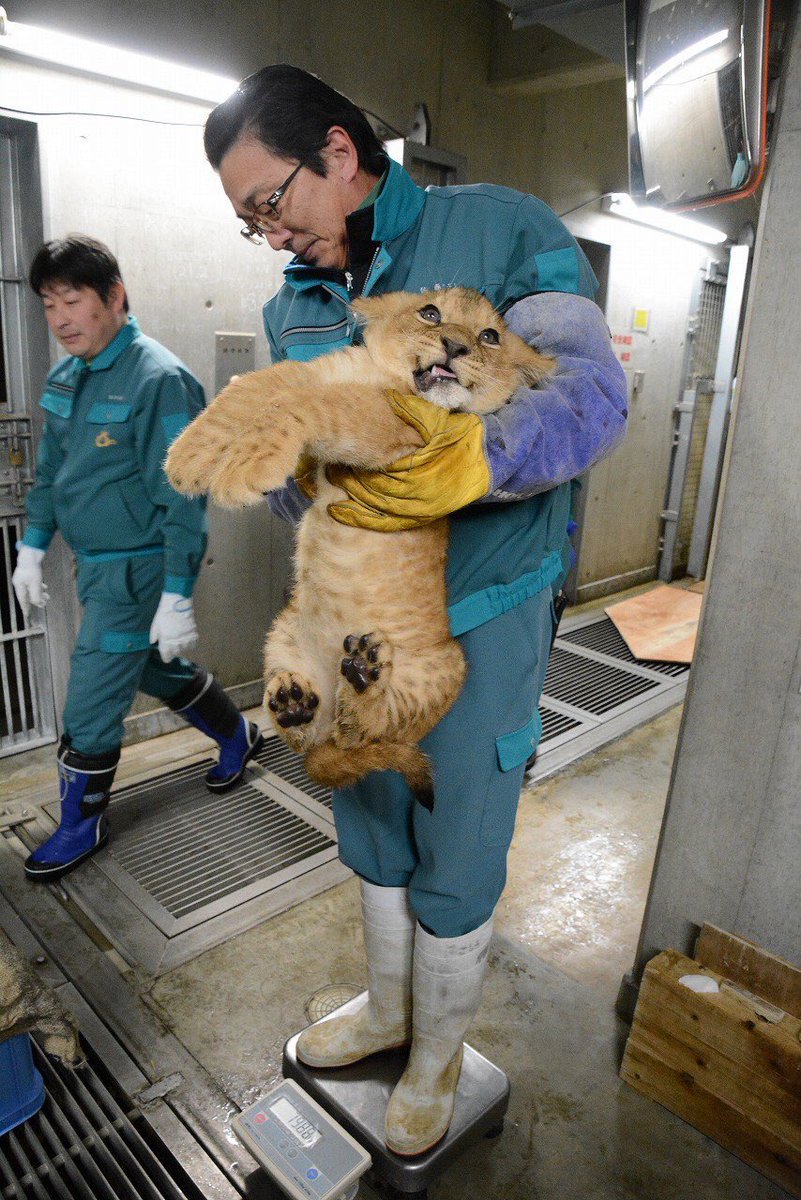 Here’s how you weigh a lion cub.(:  @omoriyama_zoo)