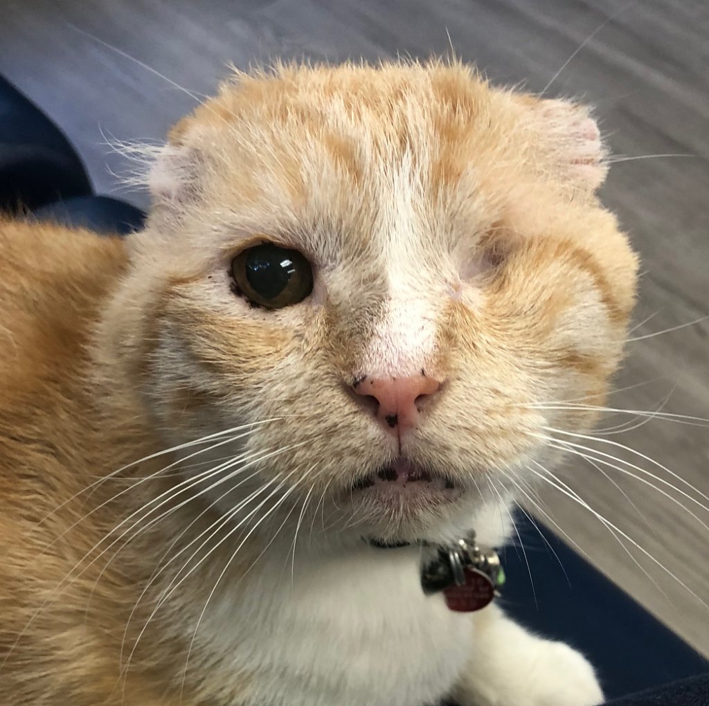 MeowAsFluff's tweet image. Meet The Handsome One-eyed Cat With FIV Who Was Saved From A Life On The Streets By An Animal Control Officer And His Wife!
meow.af/bruiser
#oneeyedcat #oneeyedcats #fivcat #fivcats #AdoptDontShop #formerstreetcat #seniorcats #purrfect #purrfection #meow #fivawareness