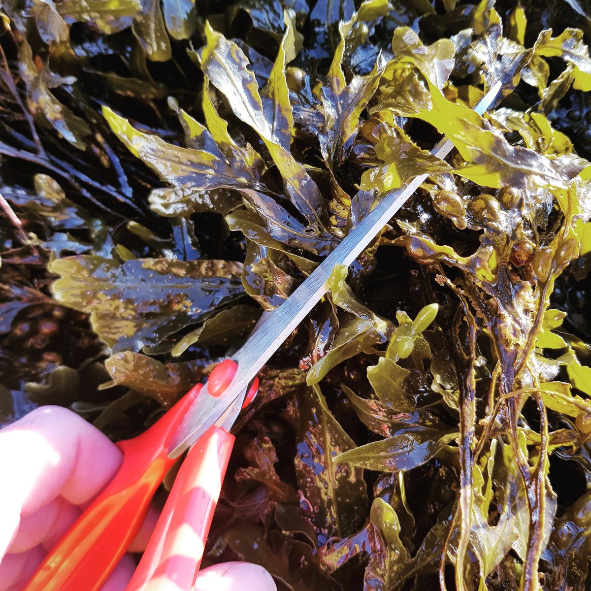 What my seaweed harvesting looks like.... One of the things I love about using seaweed in my products is that the seaweed is a sustainable local resource and what mean by sustainable is that if I walked away tomorrow you'd have no idea I was ever there.
#skyemade #skyelife #skye