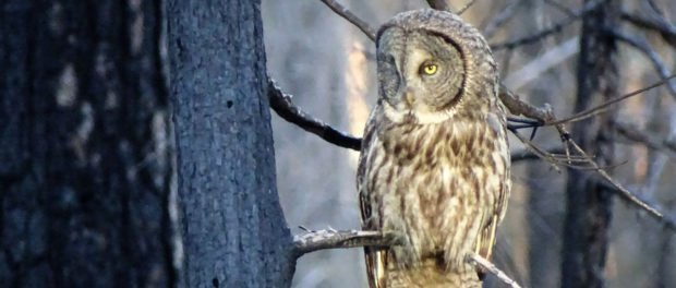 wildlifesociety's tweet image. When the 2013 Rim Fire burned public lands in #California, managers worried about the impacts to the state-endangered great gray #owl. But three years after the blaze, the bird has proved resilient. #megafire #wildfire ow.ly/3f5T30nzuYd