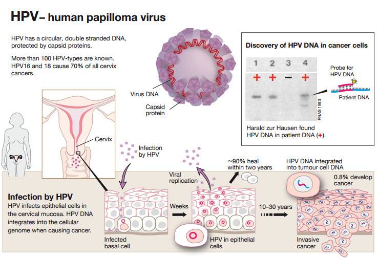 NobelPrize's tweet photo. Virologist Harald zur Hausen discovered how cervical cancer is triggered by virus infections. His work led to the creation of the HPV vaccine which cuts the risk of developing cervical cancer. 

It’s the second most common cancer among women. 
#WorldCancerDay #NobelPrize https://t.co/DPLQ1zMwjF