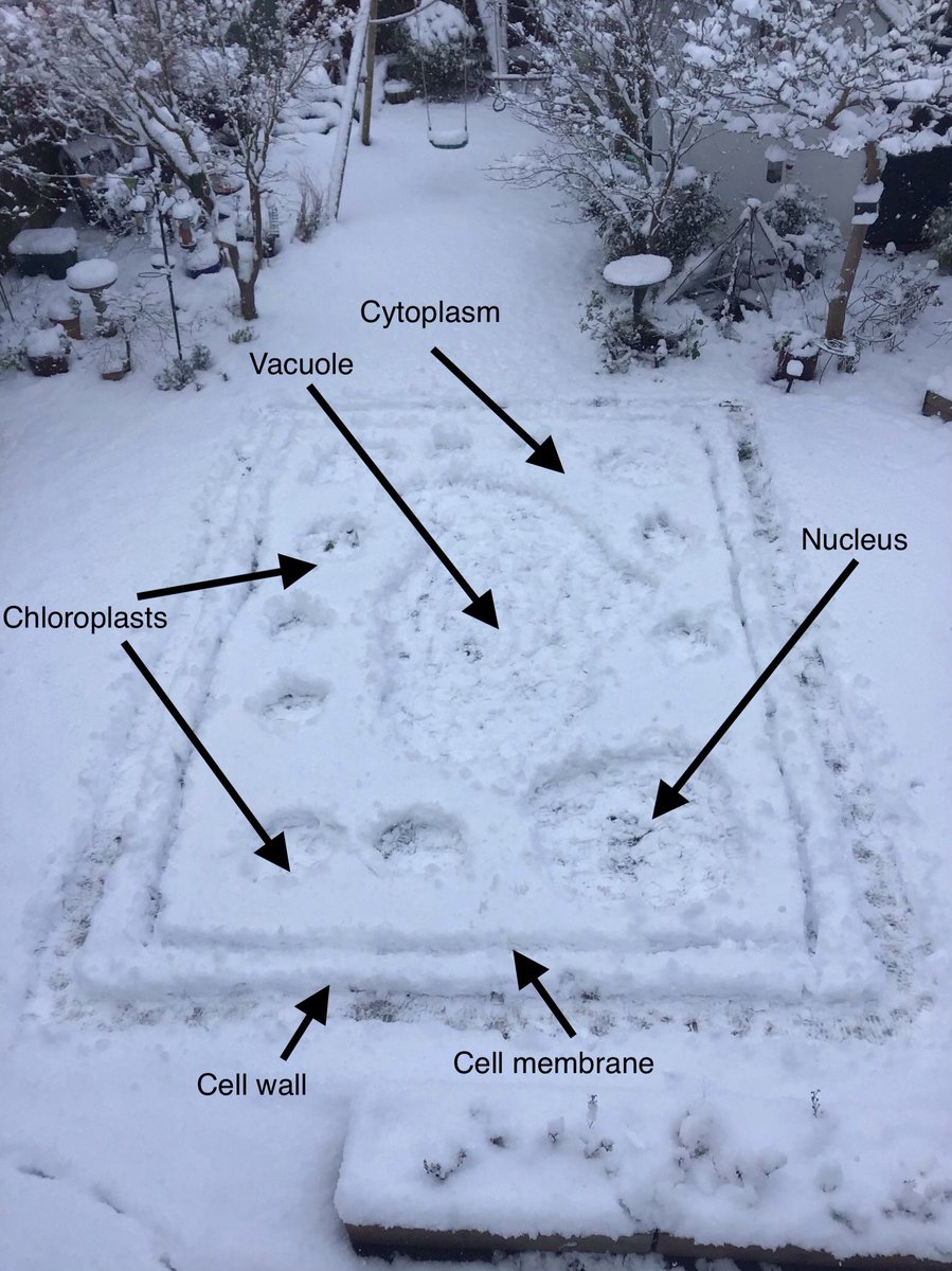 RHSchoolScience's tweet photo. Year7βs snow day homework set by Miss Patrick was to create a cell in the snow. We were blown away by the results. Amazing work year7, amazing. #snowday #RHSSnowDay #WinterWonderland #biosciencesforall #OutdoorClassroomDay #OutdoorLearning #PlantCell #CellModelling https://t.co/GHbgHkdd32