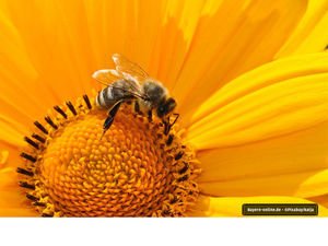 Wunder Welt Wiese 

Themenabend anlässlich des Artenschutzvolksbegehrens

Wiesen duften. Wiesen sind bunt. Sie sind für viele Menschen der Inbegriff von Sommer. Aber nicht nur wir Menschen lieben Blumenwiesen. Sie gehören zu den artenreichsten Lebensräum… bit.ly/2t6FeUy