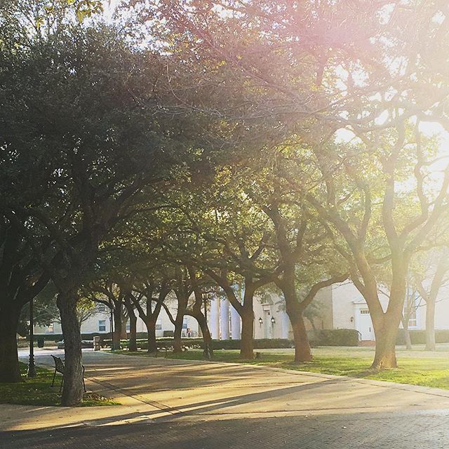 ac_lib's tweet image. Who ordered up this gorgeous day for the beginning of Spring Semester? (Impeccable timing, whoever you are.) Anyway, welcome back, ‘Roos! Have a great first day. 📖😎 #austincollege #ac_library #roonation #spring2019 #librariesofinstagram #librariesofi… bit.ly/2WGOqwc
