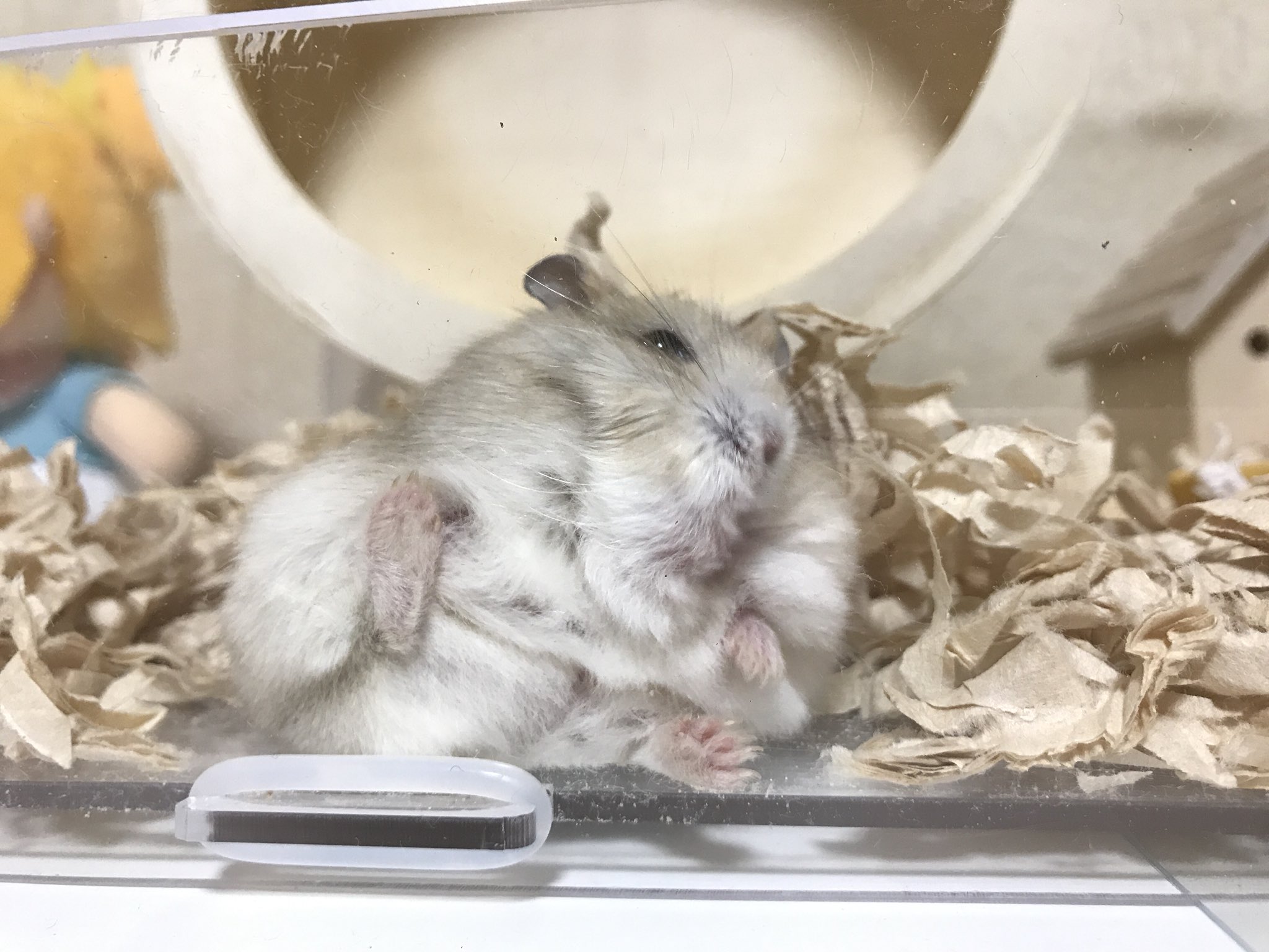 たまこととらさん なんか挟まってて可愛かったら写真撮ったんだけど この子写真うつり悪過ぎた ジャンガリアン ハムスター T Co Uzzxgxi6su Twitter たまこととらさん なんか挟まってて可愛かったら写真撮ったんだけど この子写真うつり悪過ぎた ジャンガリアン ハムスター T Co Uzzxgxi6su Twitter