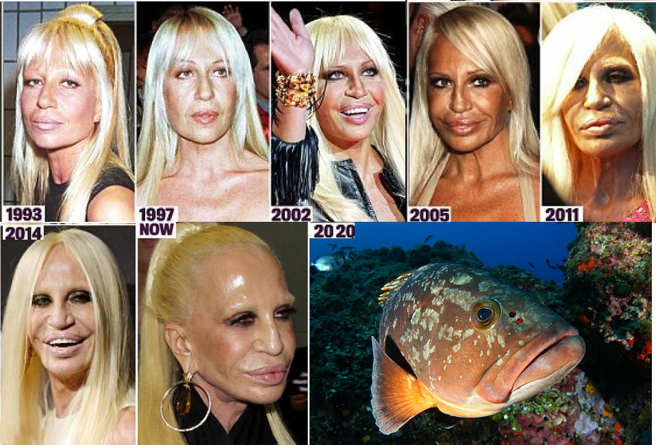 absurddheces's tweet photo. Donatella Versace está a un año de terminar su transformación en mero. https://t.co/xcW0fnBFBR