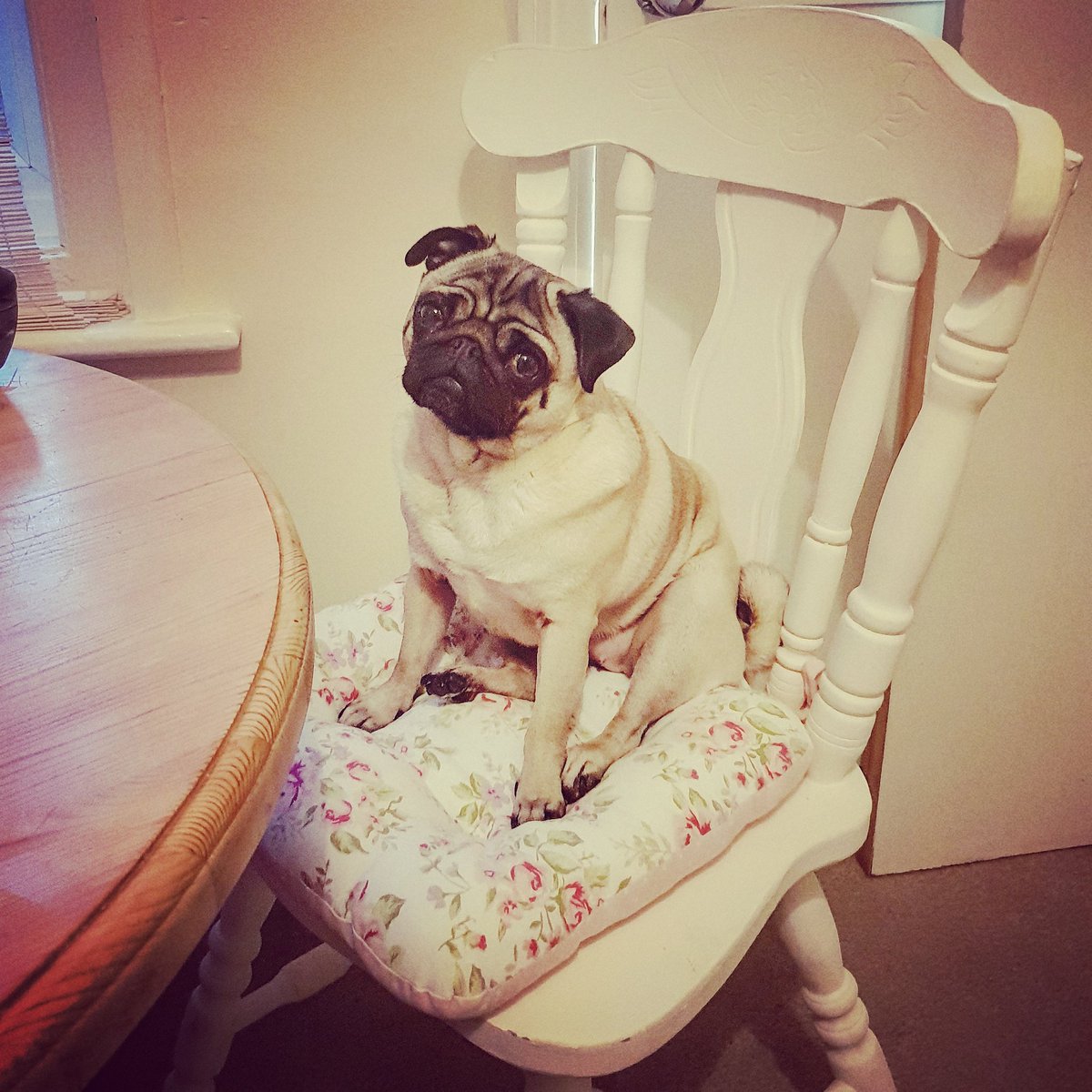 phoebe_puglet's tweet photo. @IKEAUK am I allowed to accompany my mummy with her shipping pls?? I Very well behaved and love peoples and shopping! https://t.co/vdTi41zK9L