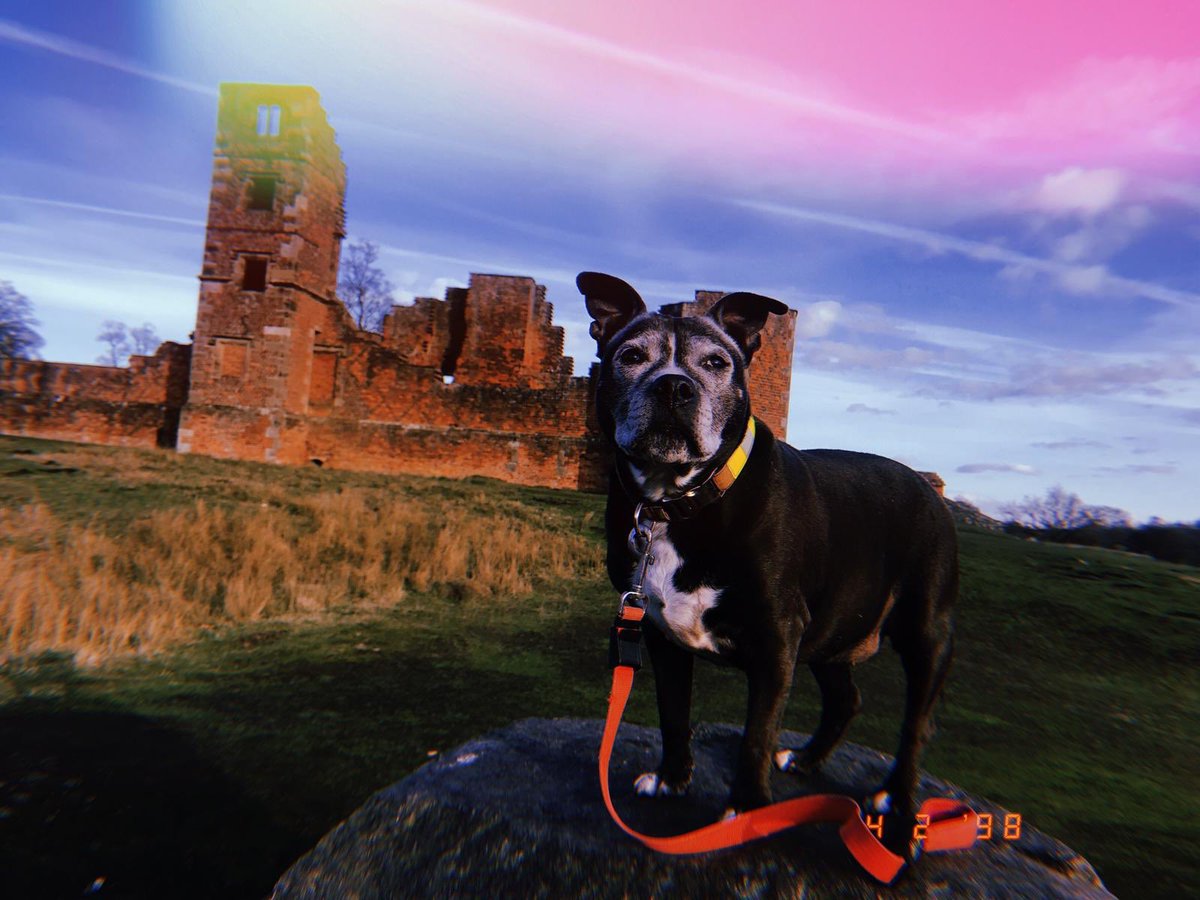 nichobbs25's tweet photo. When you're at work and you get pics of my two girls having the best day! #wishiwasthere #bootowork #StaffordshireBullTerrier https://t.co/IQ47unjc2M