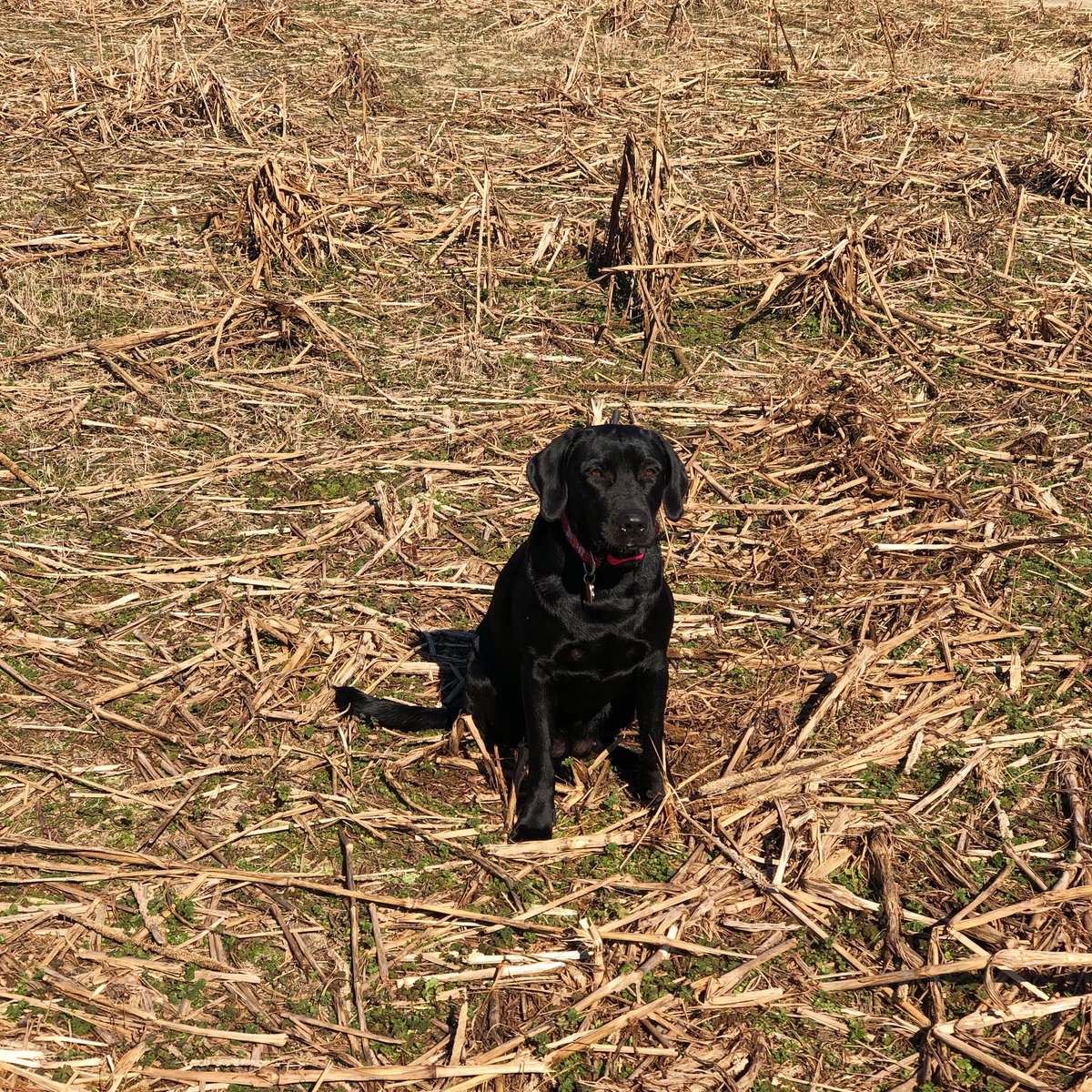 My little girl, Teala!!☺️💖☺️ #ProudMommy #DogMom #BirdHunting #Teala #TeamOutdoors #BassProShops #IAmOutdoors #OutdoorDogs #Kryptek #KryptekLadiesLegion #LadiesOfKryptek #QuailForever #PheasantsForever #HuntEmUp #AspenCreekKennels