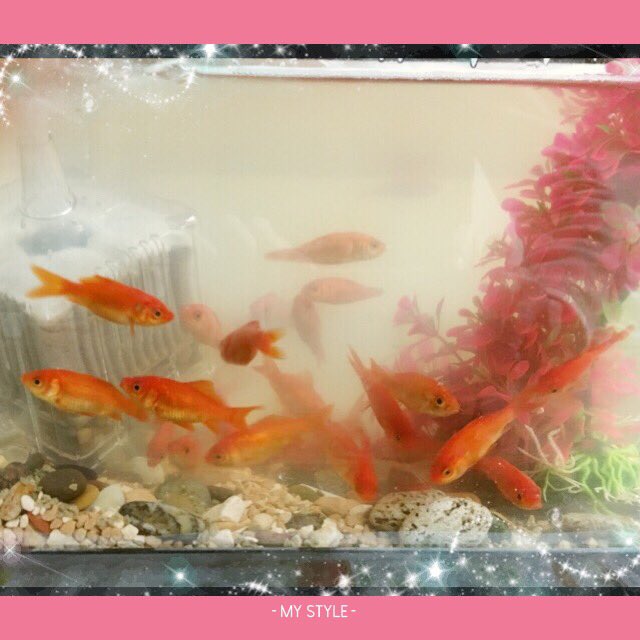 Mariko The Lion على تويتر 昨日の金魚たち 大きい水槽で 餌もよー食べて 元気に泳いでます 誰に似たんか 結構大食い 大きくなーれ 目指せ たい焼きサイズ T Co Wz7eqheksa